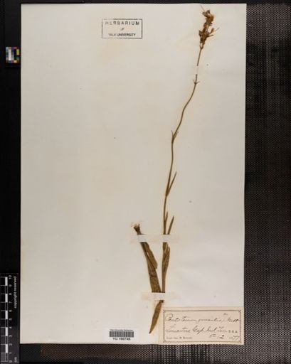 Plantae
