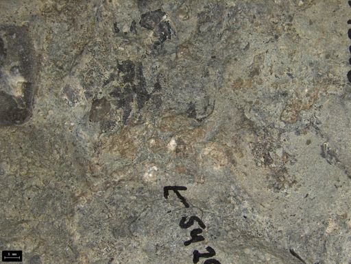 Aplocoma damesii