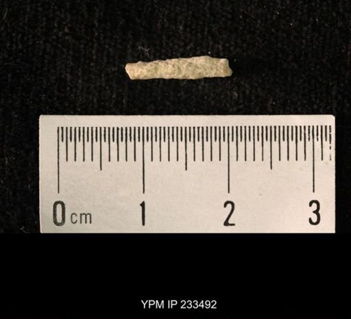 Archaeocidaris sp.