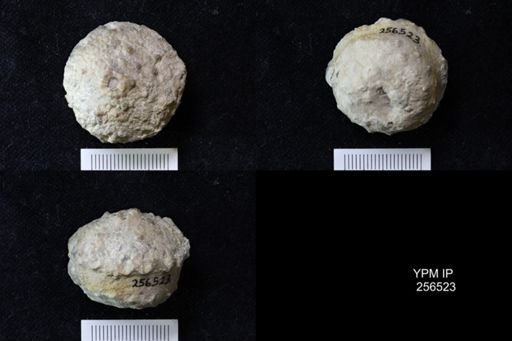 Megistocrinus sp.