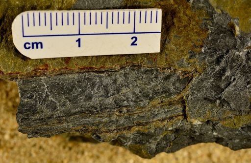 Colpodexylon deatsii