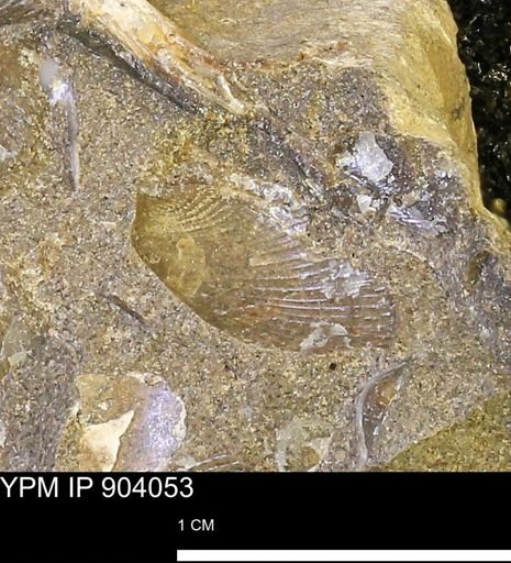 undet. Bivalvia