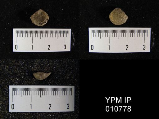 Linoproductus (Cancrinella) villiersi