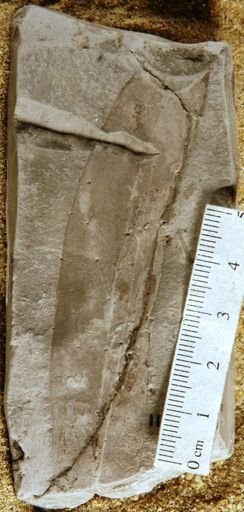 Andromeda flexuosa