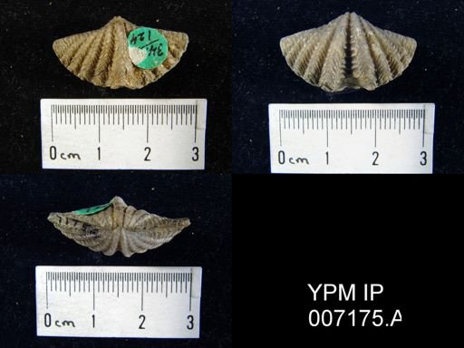 Megakozlowskiella perlamellosa