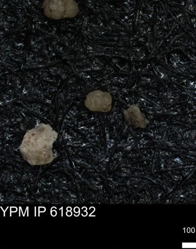 undet. Foraminiferida