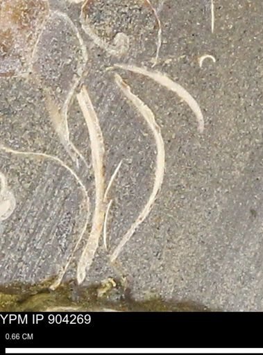 undet. Mollusca