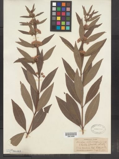 Decodon verticillatus