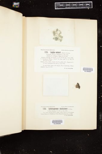 Cylindrospermum minutissimum