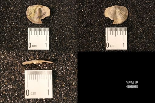 Dalmanella testudinaria