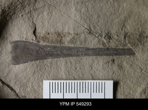 Eurypterus sp.