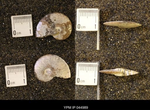 Sphenodiscus lenticularis
