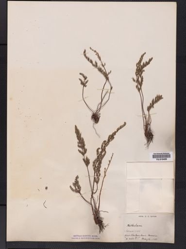 Notholaena