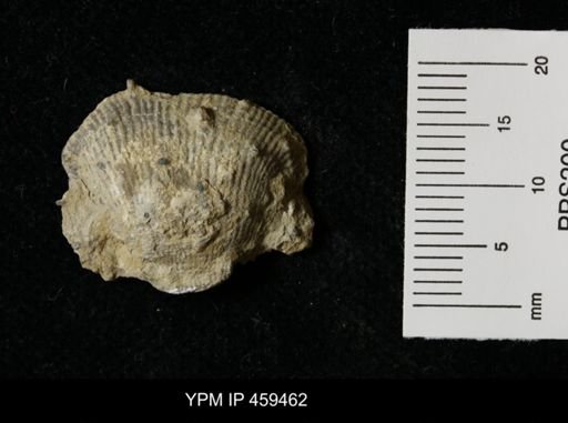 Linoproductus prattenianus