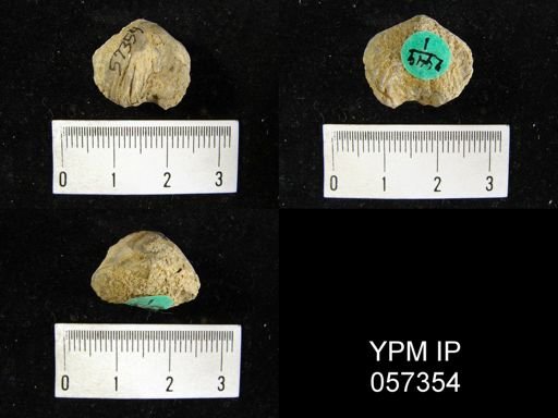 Uncinulus sp.