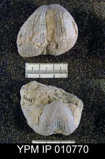 Productus articus