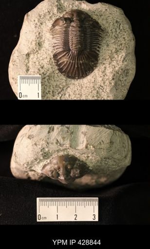 Scabriscutellum hammadi