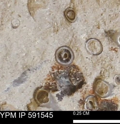 Serpulidae