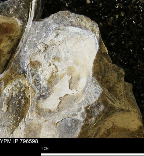 Malletia evansi