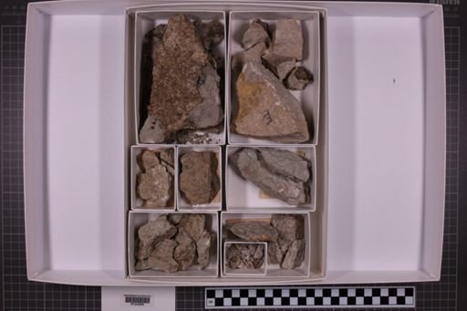 mixed taxa, stratigraphic collection
