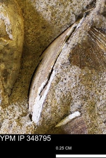 undet. Bivalvia