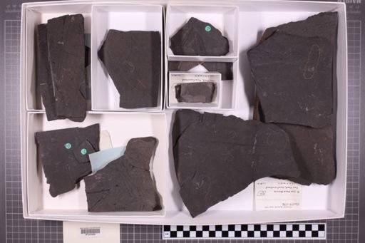 mixed taxa, stratigraphic collection