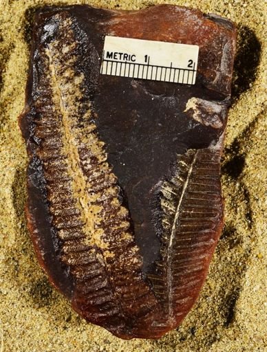 Pecopteris lamurensis