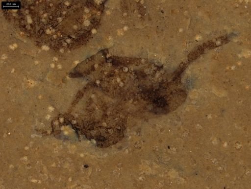 Araneae?