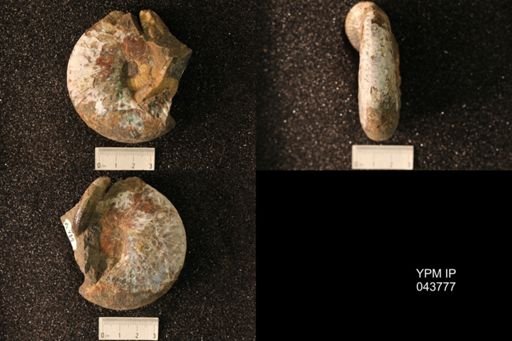 Hoploscaphites nicolletii