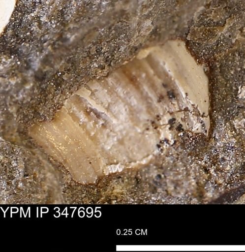 undet. Bivalvia