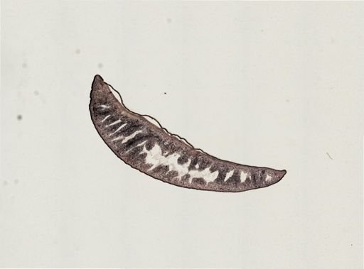 Foviella