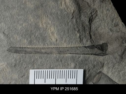 Eurypterus sp.