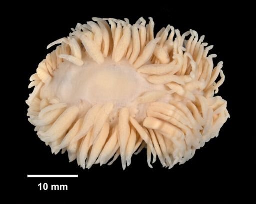 Aeolidia papillosa