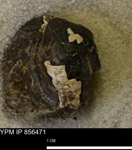 Limopsis striatopunctatus