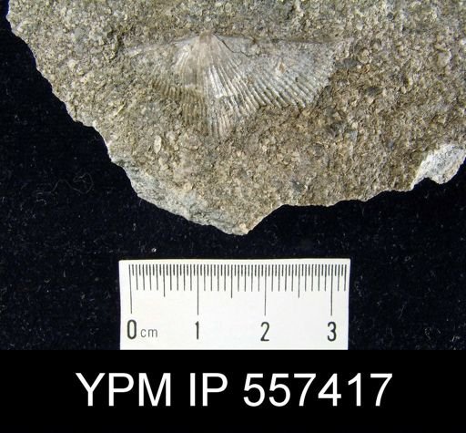 Spirifer incertus