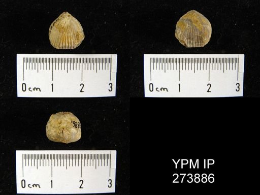 Wilsonella saffordi