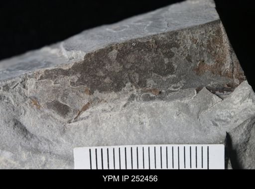 undet. Eurypterida