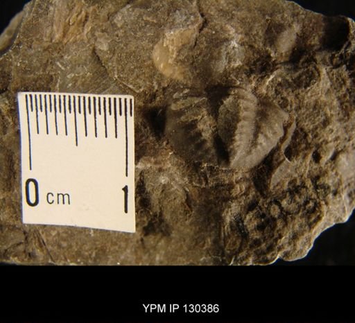Phacops rana