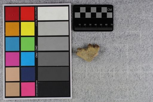 Merycoidodon culbertsoni