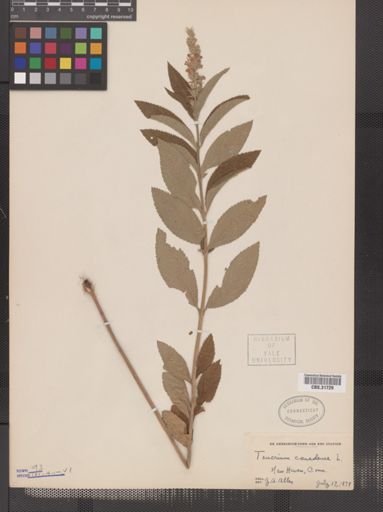 Teucrium canadense
