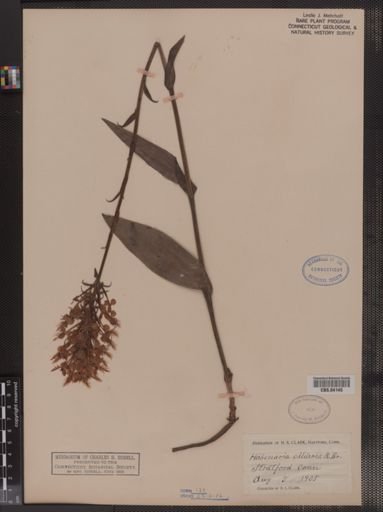 Habenaria ciliaris