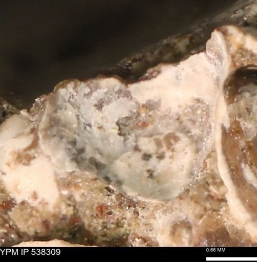 Corbulamella gregaria