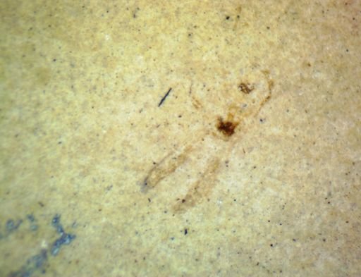 undet. Pterygota
