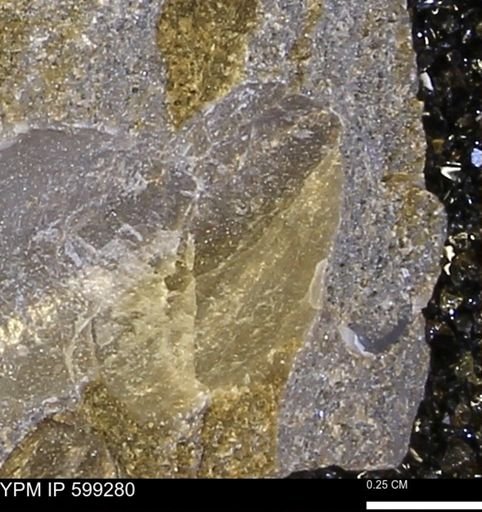 undet. Bivalvia