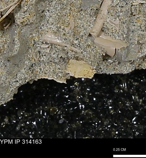 undet. Scaphopoda