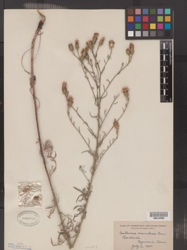 Centaurea maculosa