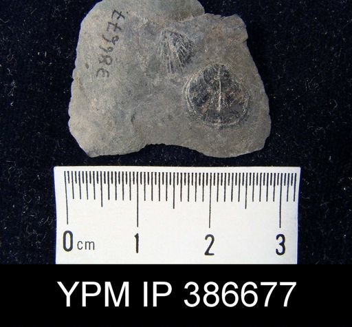 undet. Rhynchonellida
