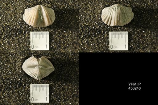 Platystrophia biforata