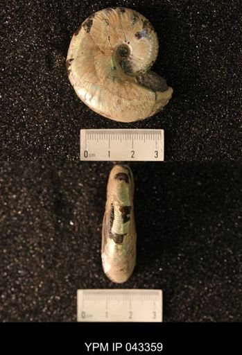 Hoploscaphites nicolletii