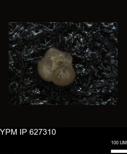 undet. Foraminiferida